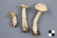 Leccinum holopus image